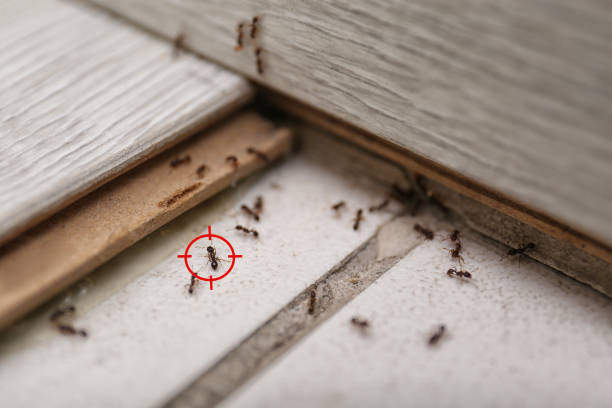 Best Pest Prevention Services  in Lisle, IL